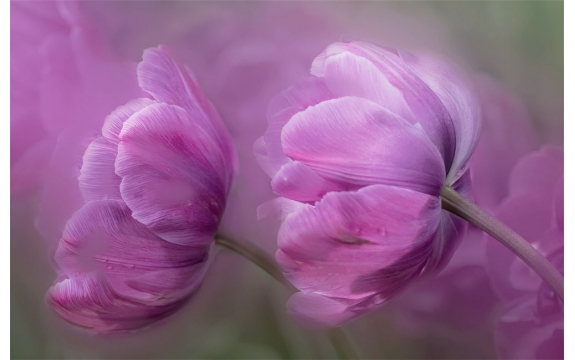 Фотообои FTS-06-00005 Тюльпаны-нежность