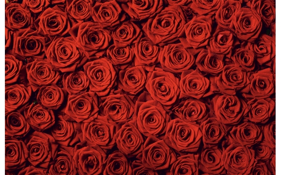 Фотообои FTS-06-00013 Красные розы