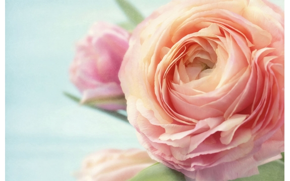 Фотообои FTS-06-00015 Розовый пион, большой цветок