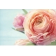 Фотообои FTS-06-00015 Розовый пион, большой цветок №1