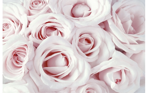 Фотообои FTS-06-00017 Розы в пудровых оттенках