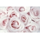 Фотообои FTS-06-00017 Розы в пудровых оттенках №1