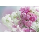 Фотообои FTS-06-00024 Белые и розовые пионы в букете №1