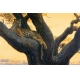 Фотообои FTS-12-00001 Картина с леопардом на дереве №1