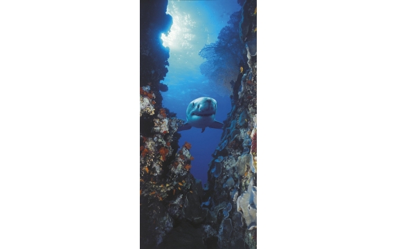 Фотообои Komar 2-1002 «Акула» (Shark), 97 × 220 см, 2 листа