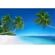 Фотообои FTL-01-00002 Пальмы на лазурном море, тропический остров в океане №1