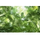 Фотообои FTL-01-00010 Джунгли, заросли из листьев пальмы №1