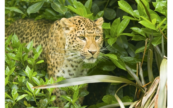 Фотообои FTL-03-00002 Леопард в кустах