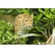 Фотообои FTL-03-00002 Леопард в кустах №1