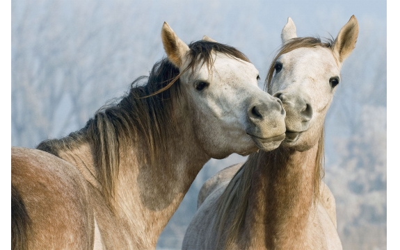 Фотообои FTL-03-00003 Влюбленные лошади