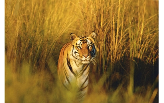 Фотообои FTL-03-00005 Тигр в зарослях