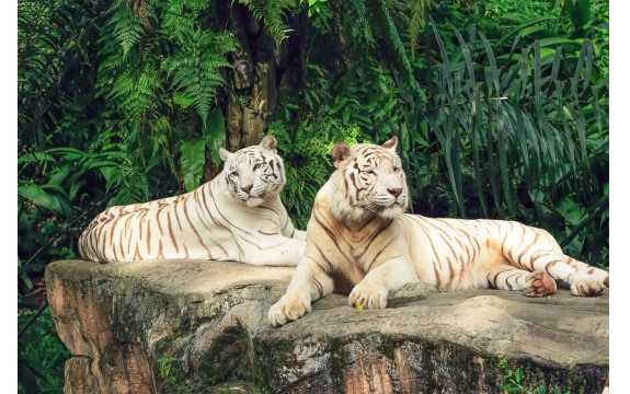 Фотообои FTL-03-00008 Белые тигры в джунглях