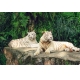 Фотообои FTL-03-00008 Белые тигры в джунглях №1