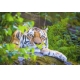 Фотообои FTL-03-00010 Тигр в листве №1
