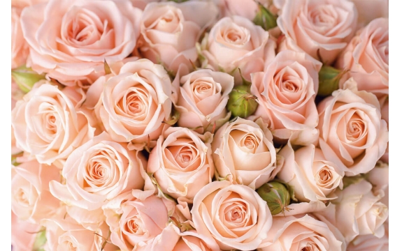Фотообои FTL-06-00001 Розы нежно-розовые
