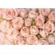 Фотообои FTL-06-00001 Розы нежно-розовые №1