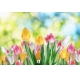 Фотообои FTL-06-00006 Разноцветные тюльпаны №1