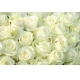 Фотообои FTL-06-00009 Розы в белом №1
