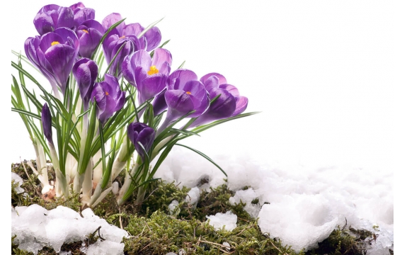 Фотообои FTL-06-00012 Крокусы на снегу, весенние цветы подснежники