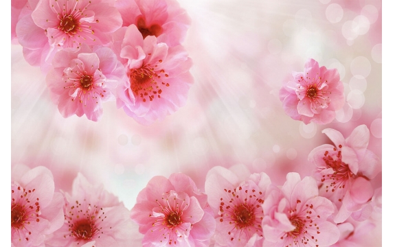 Фотообои FTL-06-00016 Нежно-розовые цветки сакуры