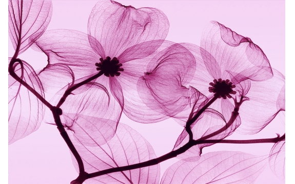 Фотообои FTL-06-00017 Воздушные цветы в розовых оттенках