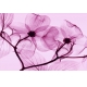 Фотообои FTL-06-00017 Воздушные цветы в розовых оттенках №1