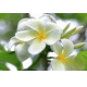 Фотообои FTL-06-00021 Тропические цветы плюмерии №1