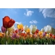 Фотообои FTL-06-00024 Поле тюльпанов на фоне неба №1