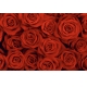 Фотообои FTL-06-00032 Розы красные №1