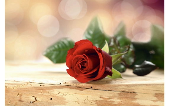 Фотообои FTL-06-00033 Цветок красной розы