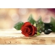 Фотообои FTL-06-00033 Цветок красной розы №1