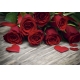 Фотообои FTL-06-00037 Красивый букет красных роз №1