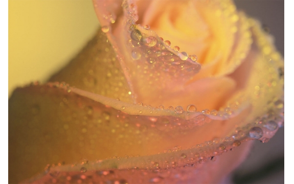 Фотообои FTL-06-00045 Утренняя роза в каплях росы