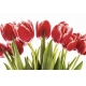 Фотообои FTL-06-00046 Тюльпаны темно-красного цвета №1