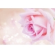 Фотообои FTL-06-00047 Роза романтик, большой цветок №1