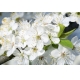 Фотообои FTL-06-00048 Цветение вишни, белые цветы на ветке №1