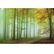 Фотообои FTL-01-00016 Лес в тумане, осенняя природа №1