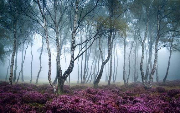 Фотообои FTXL-01-00002 Березовая роща в тумане, старый лес