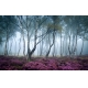 Фотообои FTXL-01-00002 Березовая роща в тумане, старый лес №1