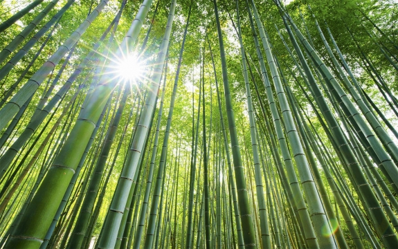 Фотообои FTXL-01-00004 Свет солнца в бамбуковом лесу