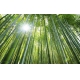 Фотообои FTXL-01-00004 Свет солнца в бамбуковом лесу №1