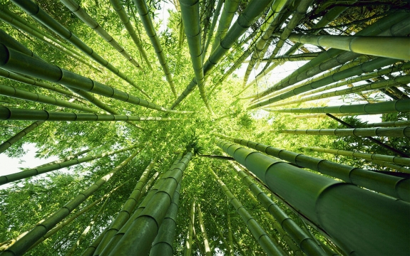 Фотообои FTXL-01-00005 Бамбуковый лес