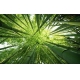 Фотообои FTXL-01-00005 Бамбуковый лес №1