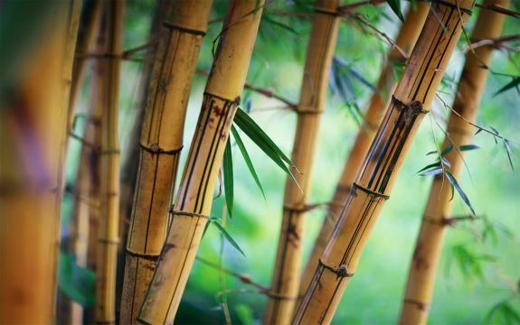 Фотообои FTXL-01-00006 Старый бамбуковый лес