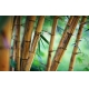 Фотообои FTXL-01-00006 Старый бамбуковый лес №1