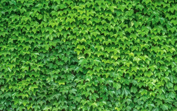 Фотообои FTXL-01-00008 Стена из зеленых листьев плюща
