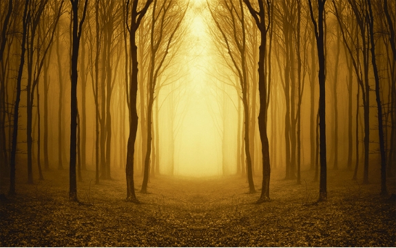 Фотообои FTXL-01-00015 Осенний лес в тумане, силуэты деревьев