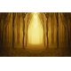 Фотообои FTXL-01-00015 Осенний лес в тумане, силуэты деревьев №1