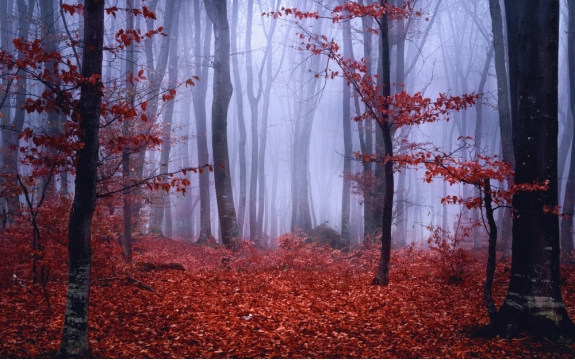 Фотообои FTXL-01-00017 Туман в осеннем лесу