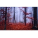 Фотообои FTXL-01-00017 Туман в осеннем лесу №1